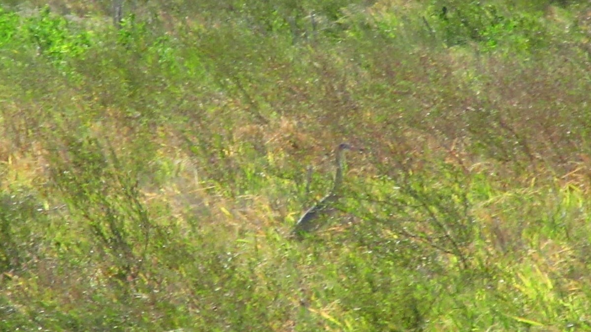 Whistling Heron - ML139260121