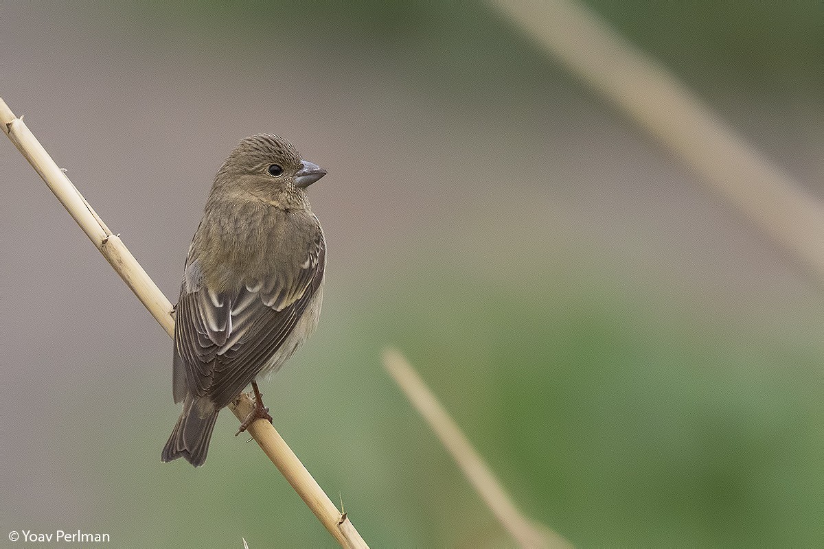 Common Rosefinch - ML139260141