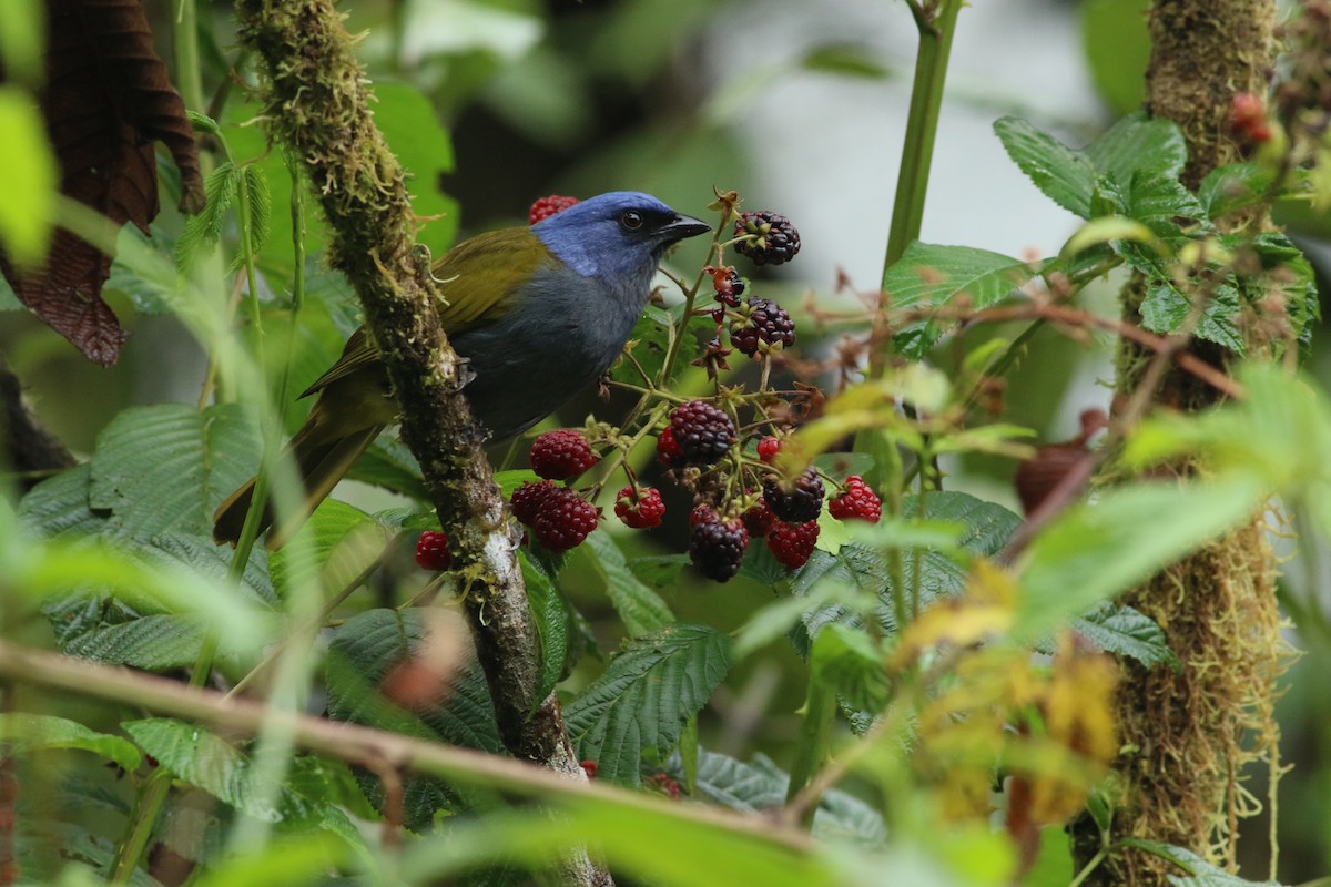 Blue-capped Tanager - ML139260411