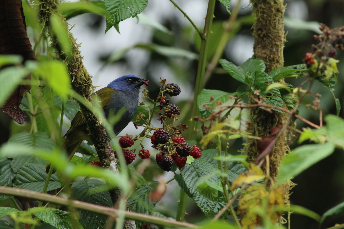 Blue-capped Tanager - ML139260421