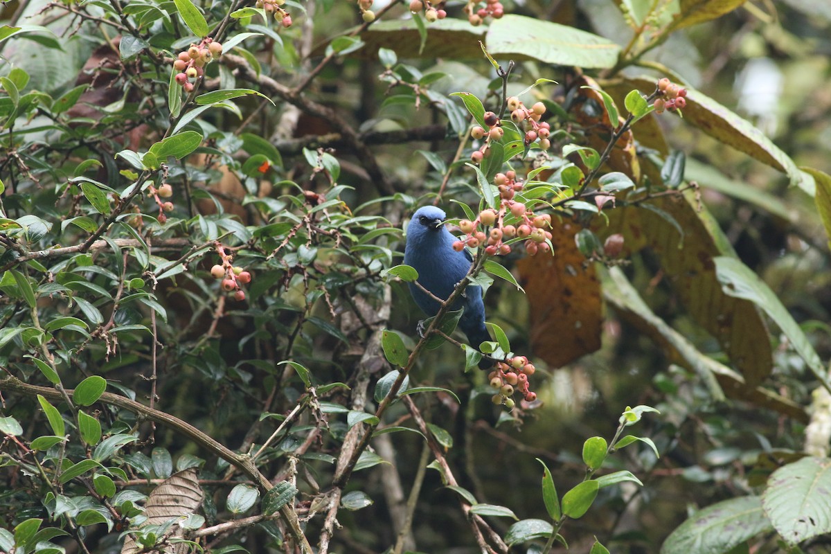 Blue-and-black Tanager - ML139260461