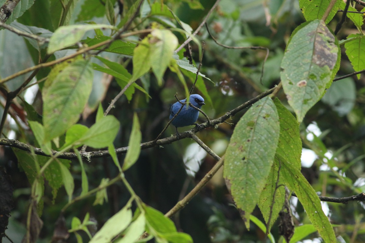 Blue-and-black Tanager - ML139260531