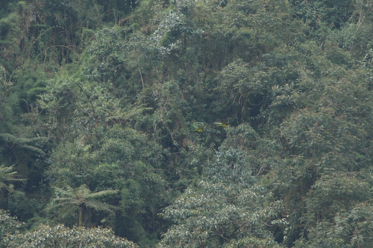 Yellow-eared Parrot - ML139260551