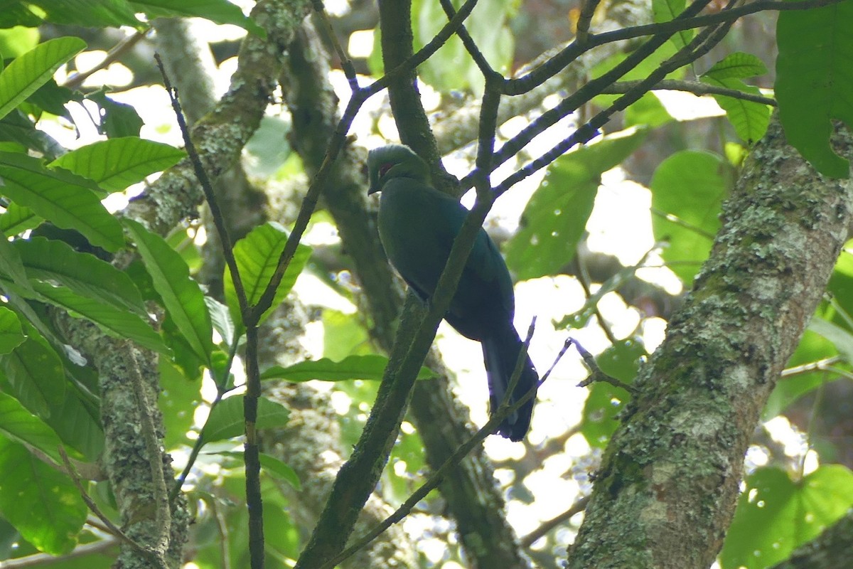 Black-billed Turaco - ML139261251