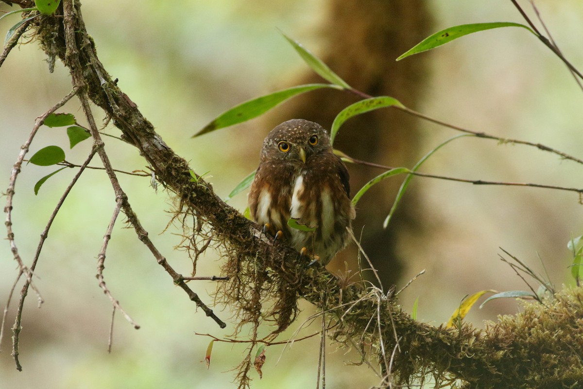 Cloud-forest Pygmy-Owl - Edward  Brinkley