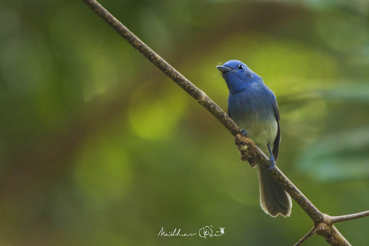 Black-naped Monarch - ML139261511