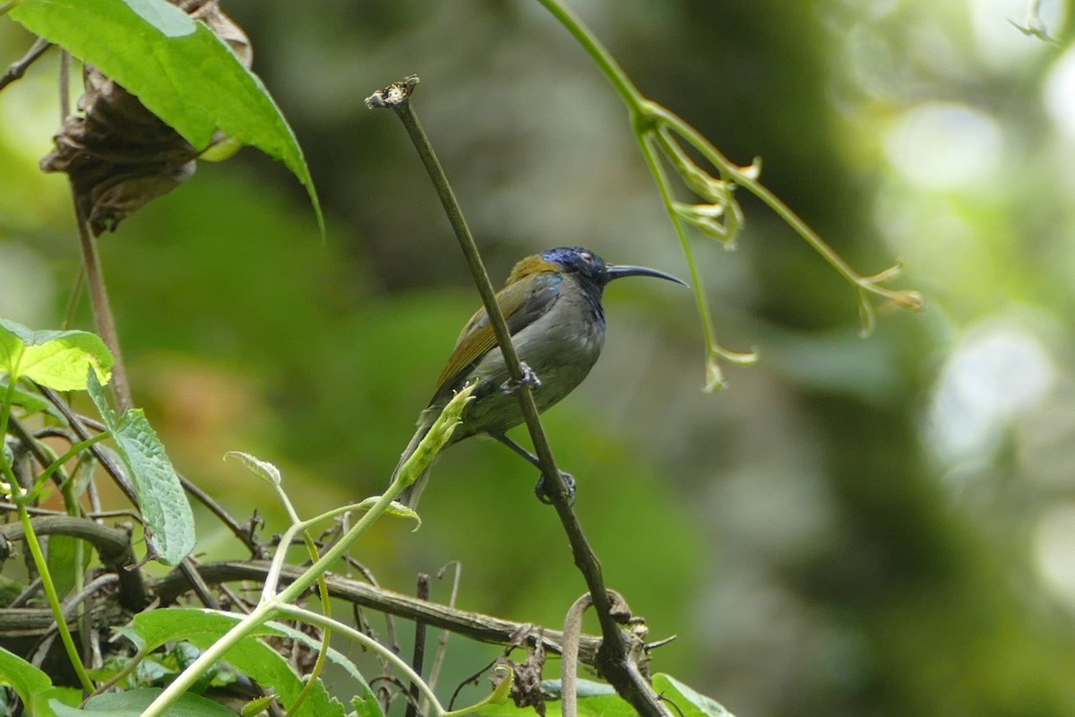 Blue-headed Sunbird - ML139261541