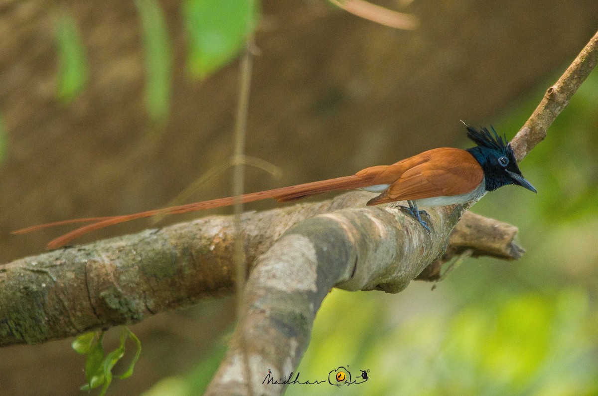 Indian Paradise-Flycatcher - ML139261701