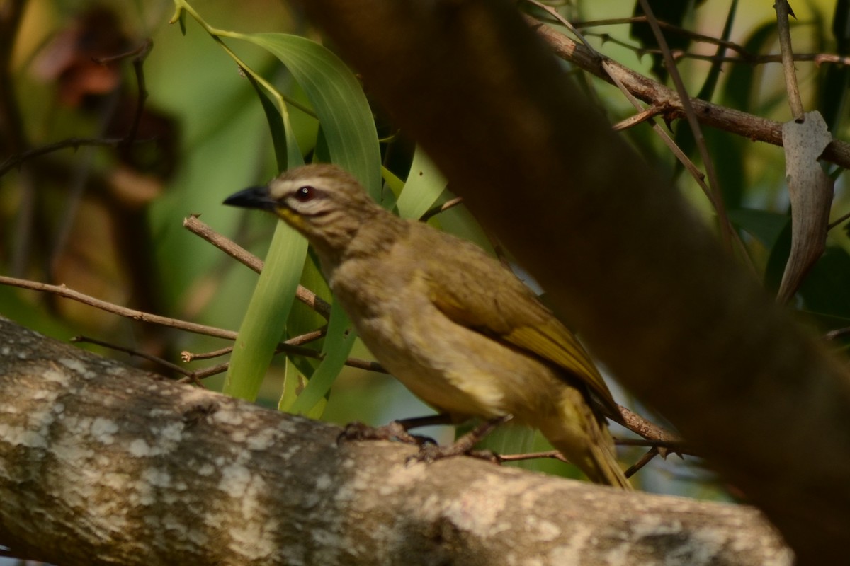 White-browed Bulbul - ML139262021