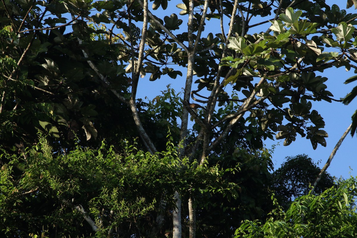 Gray-headed Chachalaca - ML139262171