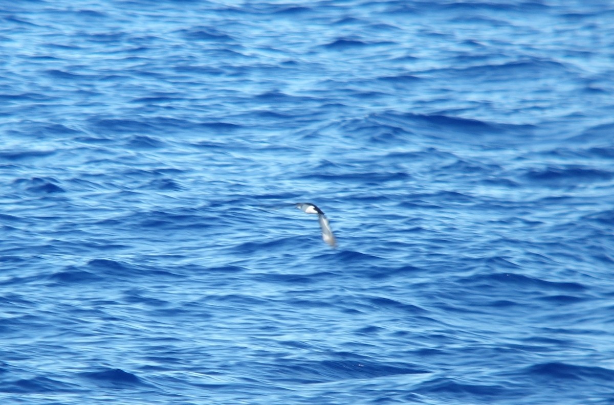 Bryan's Shearwater - ML139262181