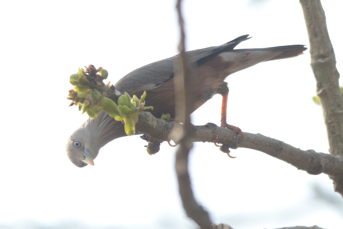 Chestnut-tailed Starling - ML139262201