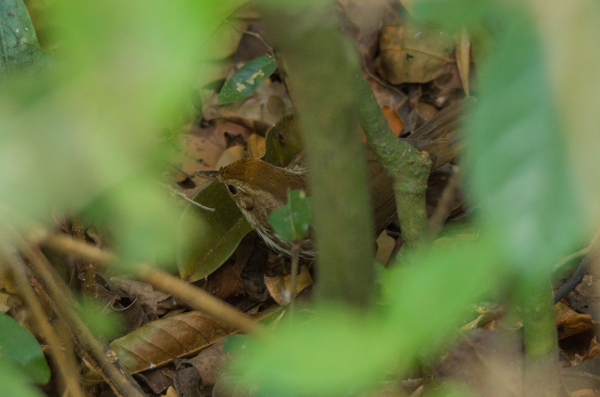 Puff-throated Babbler - ML139262241