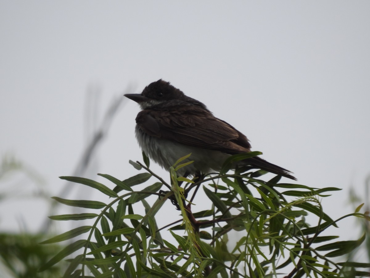 Eastern Kingbird - ML139262511