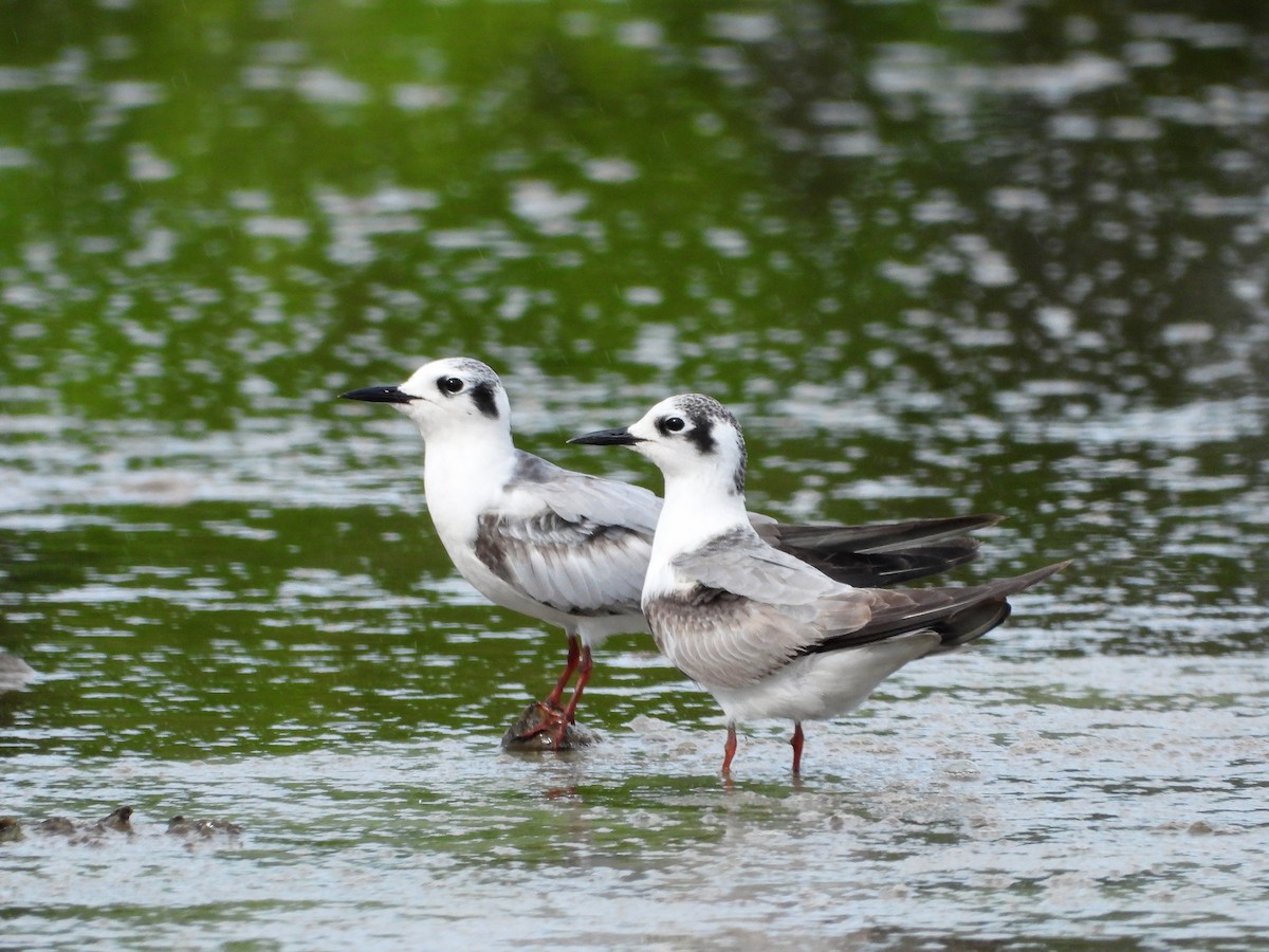 White-winged Tern - ML139263971