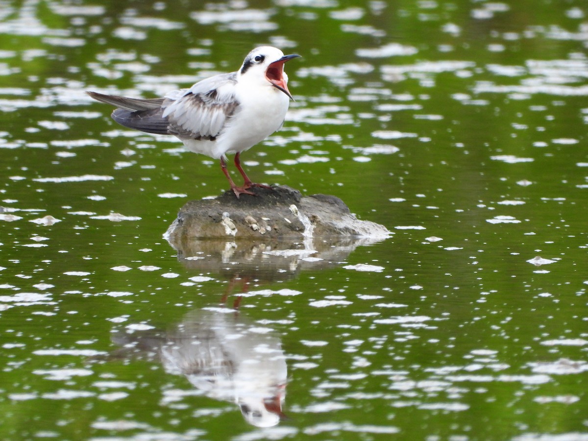 White-winged Tern - ML139264131