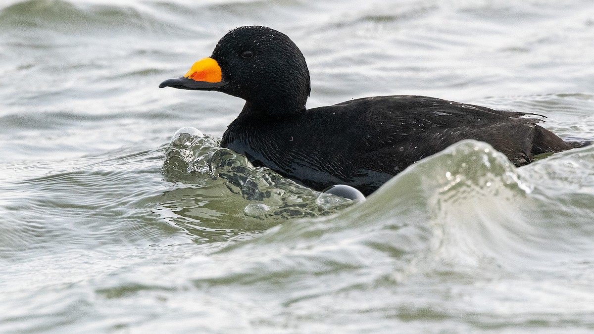 Black Scoter - Gunnar Numme