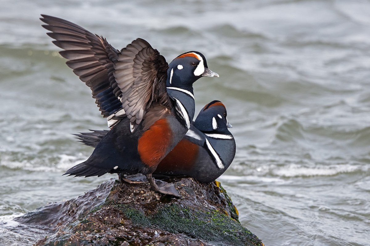 Harlequin Duck - ML139264801