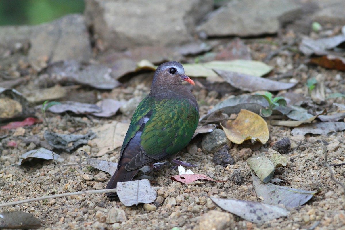 Asian Emerald Dove - ML139266291