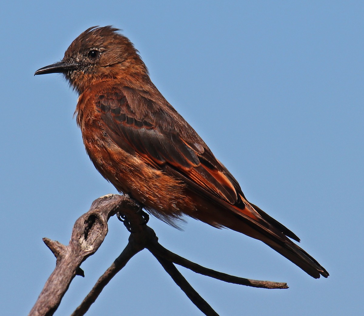 Cliff Flycatcher - Cesar Lacerda