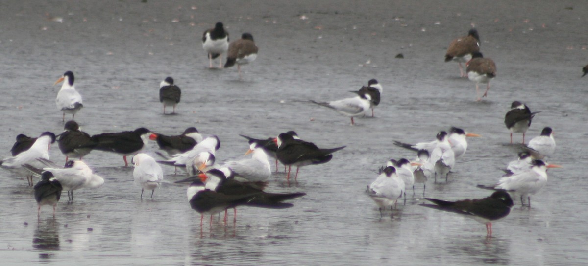 rybák jihoamerický - ML139266461