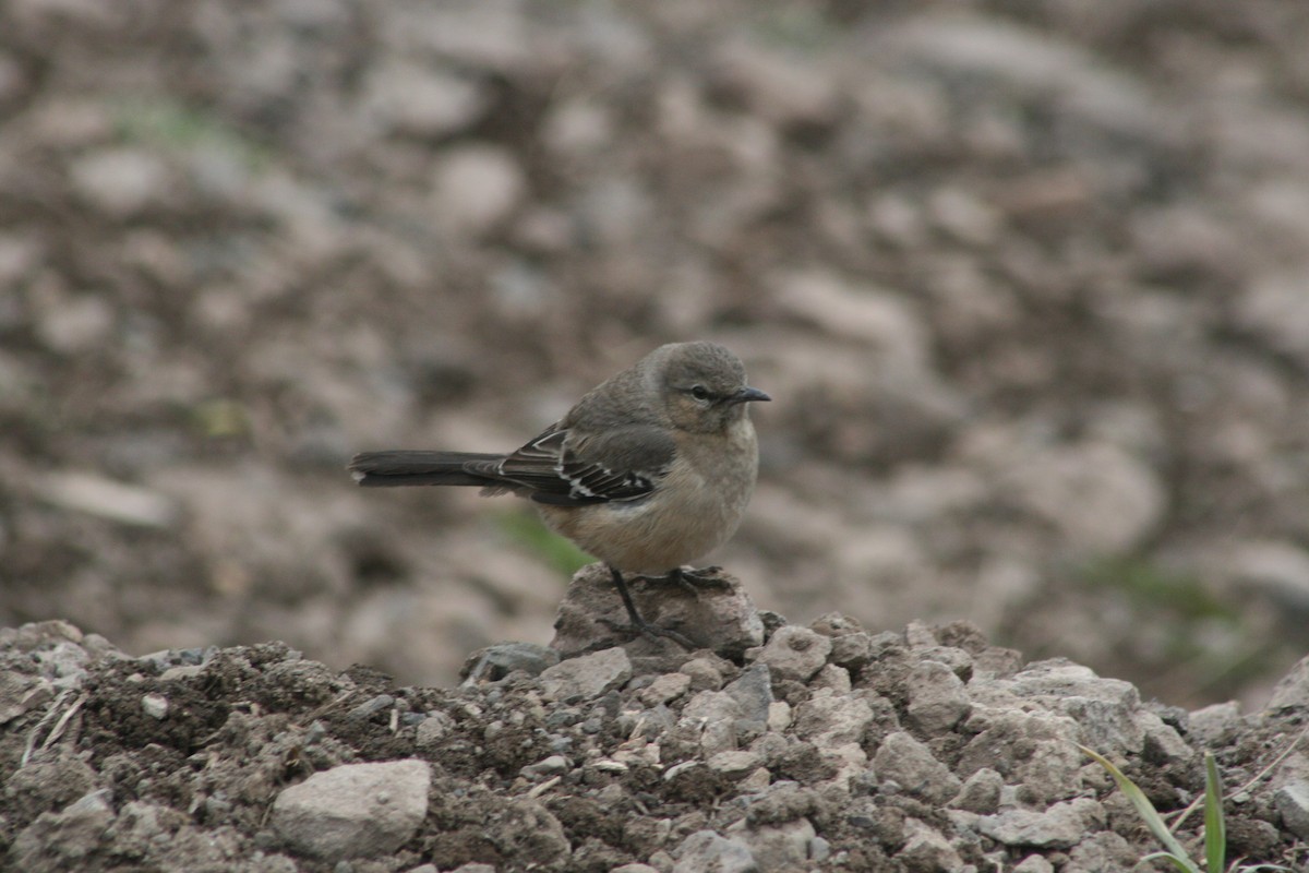 drozdec patagonský - ML139266471