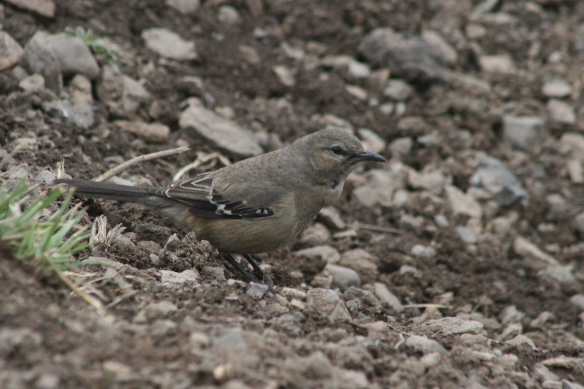 drozdec patagonský - ML139266481