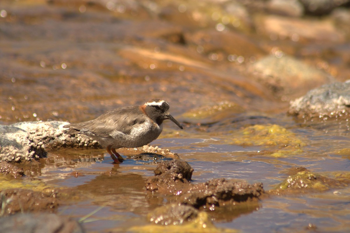 štěrkovníček andský - ML139266501