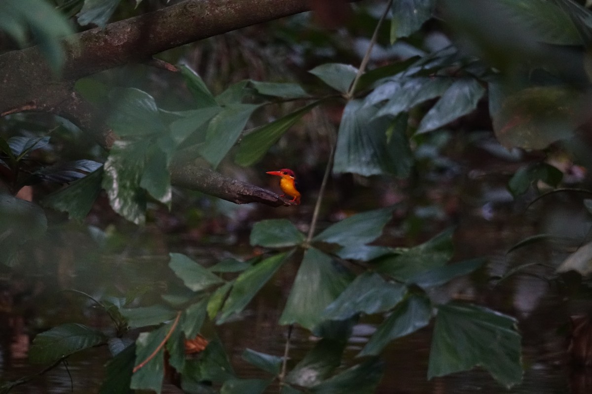 Black-backed Dwarf-Kingfisher - Raghav Narayanswamy