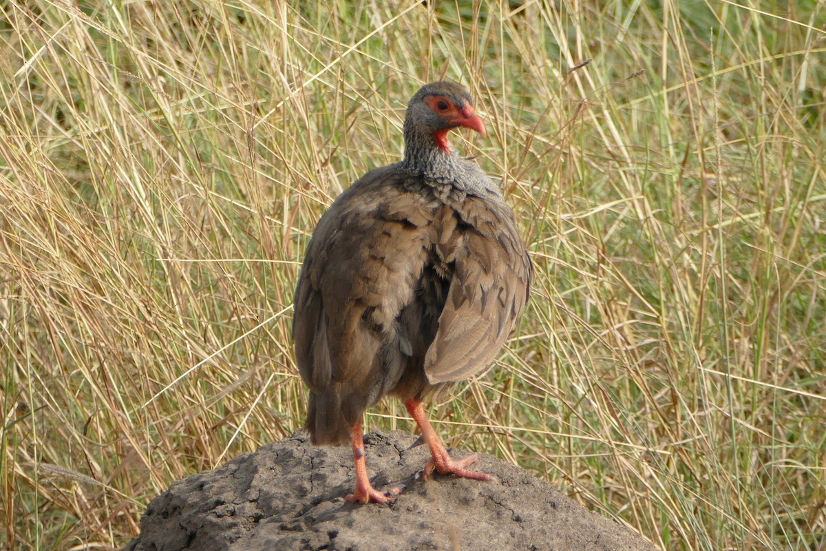 Francolin à gorge rouge - ML139266721