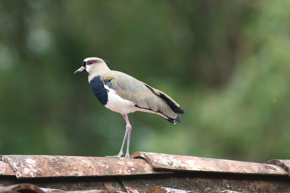 Southern Lapwing (cayennensis) - ML139266941