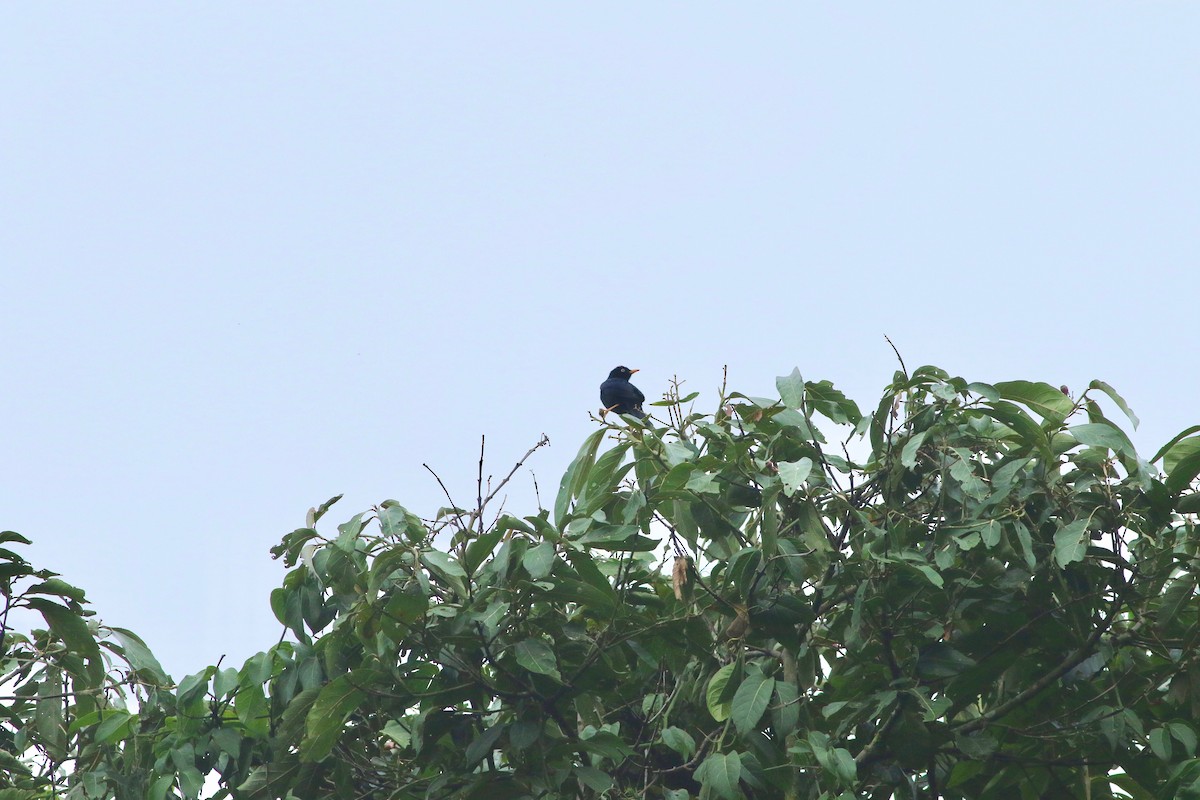 Pale-eyed Thrush - ML139267061