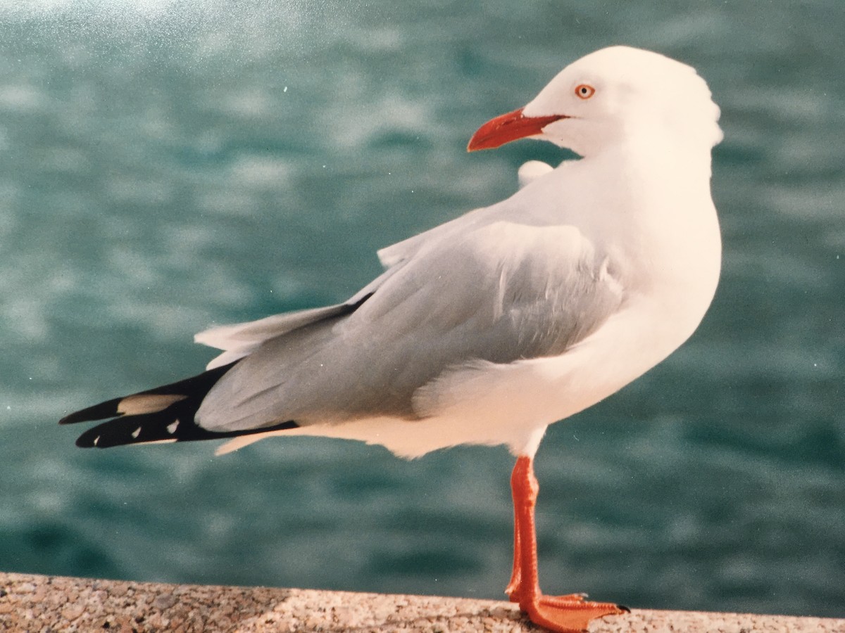 Silver Gull (Silver) - Santiago Imberti