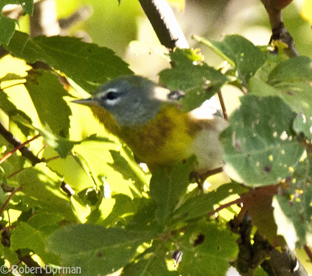 Northern Parula - ML139268831