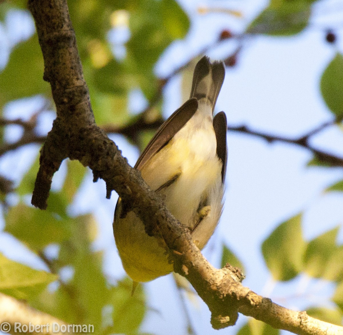 Northern Parula - ML139268851