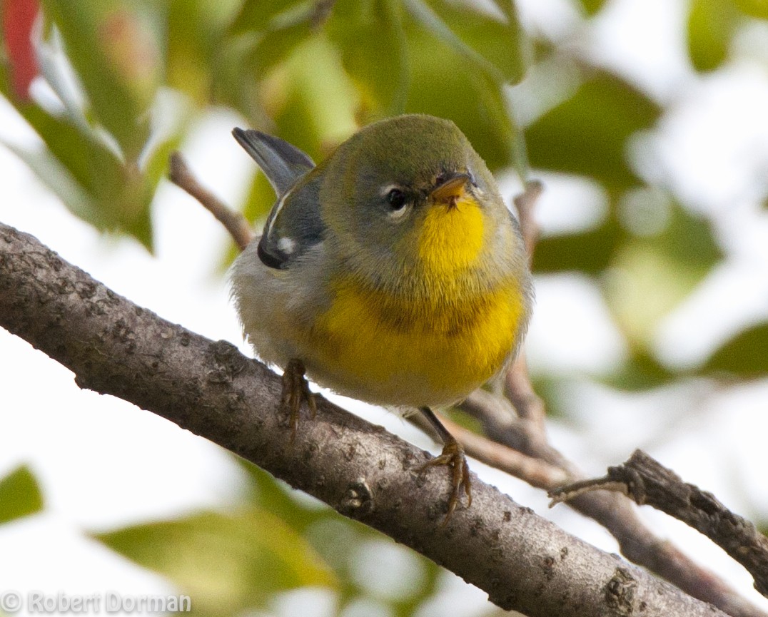 Northern Parula - ML139269101