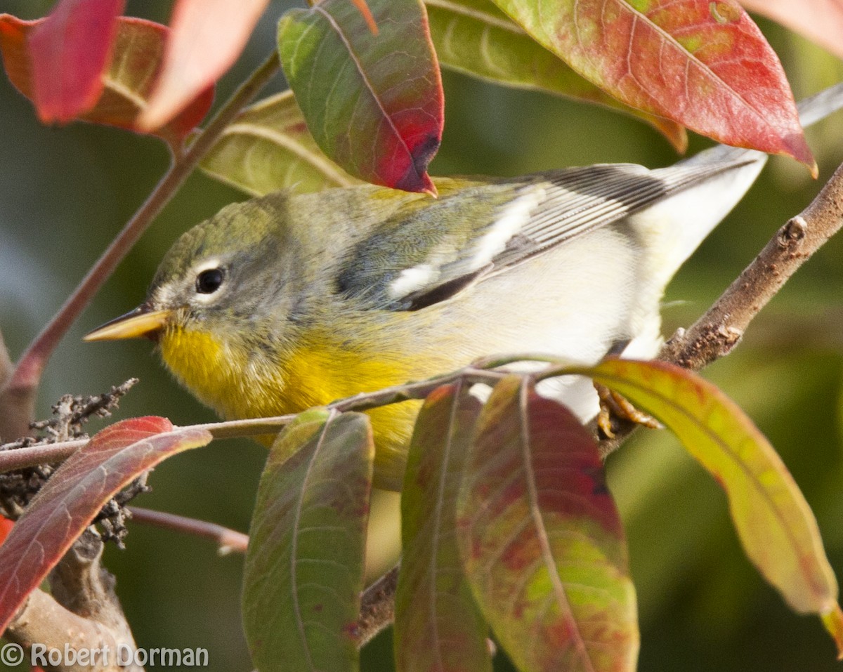 Northern Parula - ML139269111