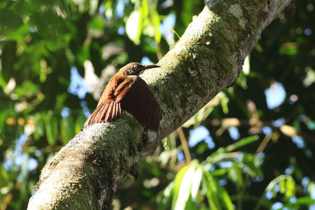 Strong-billed Woodcreeper - ML139269211