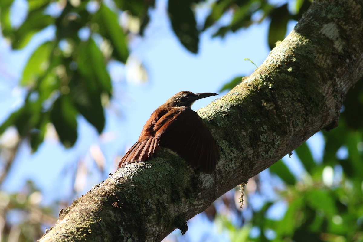 Strong-billed Woodcreeper - ML139269251