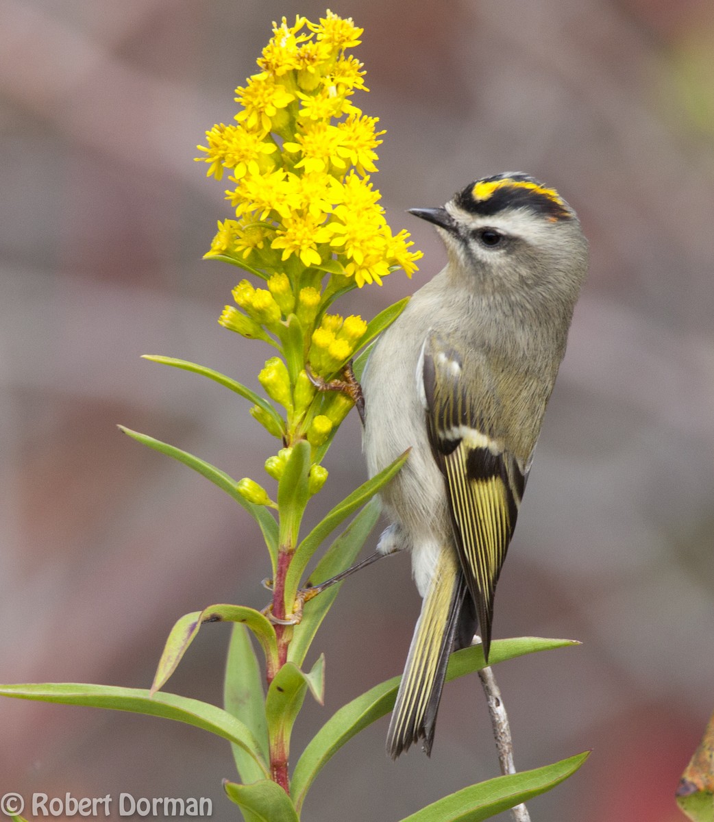 Golden-crowned Kinglet - Robert Dorman