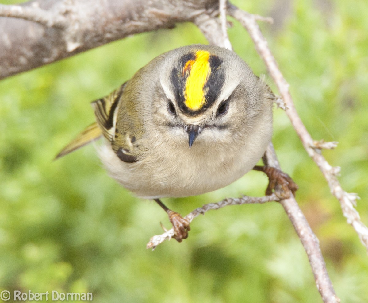 Golden-crowned Kinglet - ML139269271