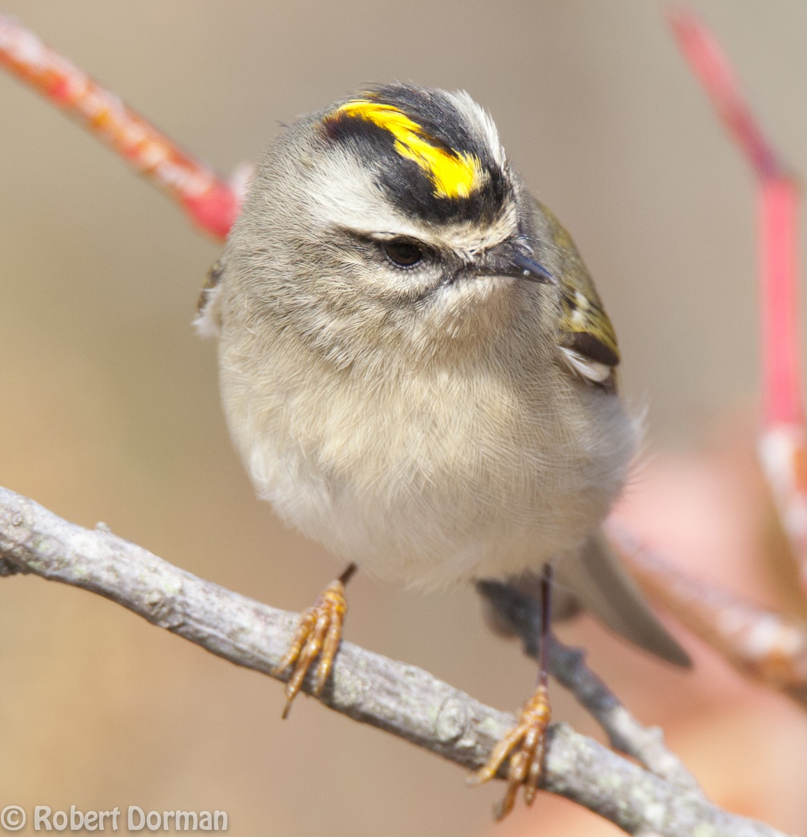 Golden-crowned Kinglet - ML139269291