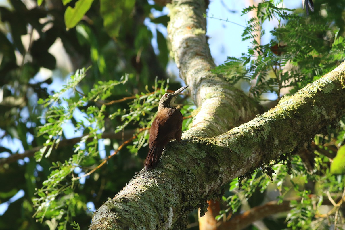 Strong-billed Woodcreeper - ML139269341