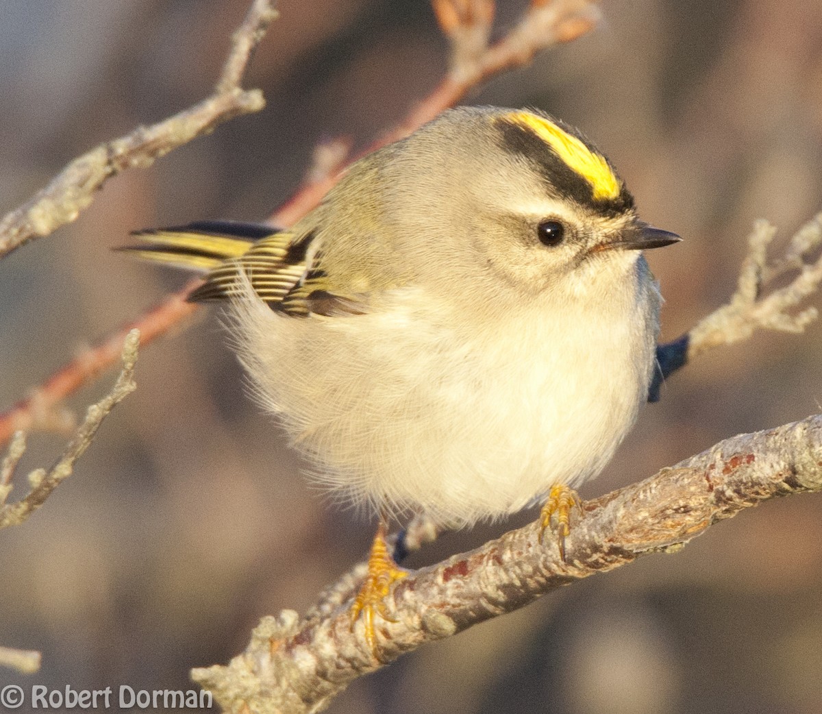 Golden-crowned Kinglet - ML139269391