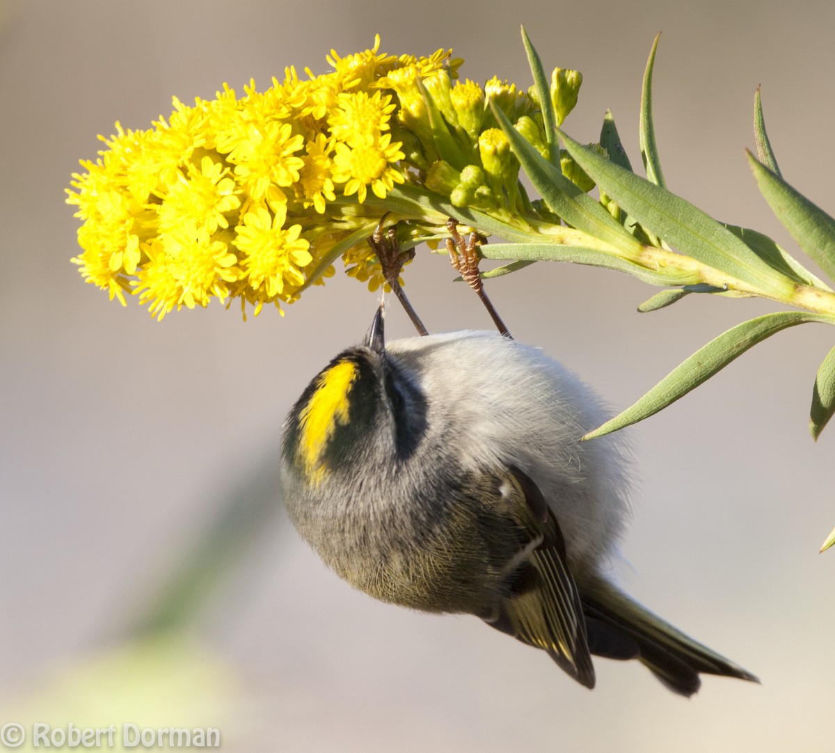 Golden-crowned Kinglet - ML139269401