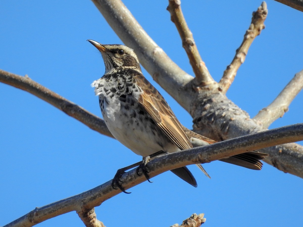 Dusky Thrush - ML139270791