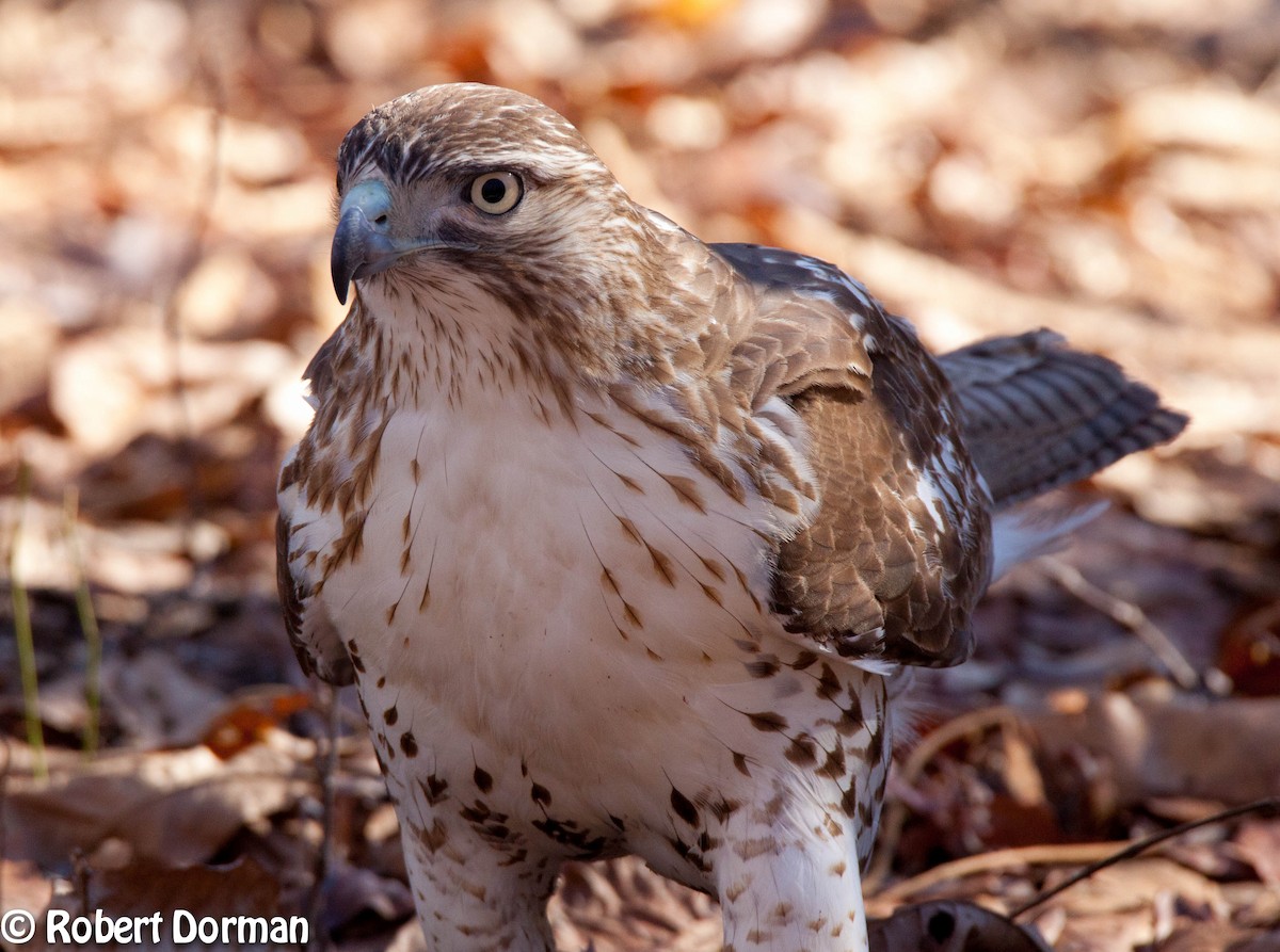 Poiana codarossa - ML139272021