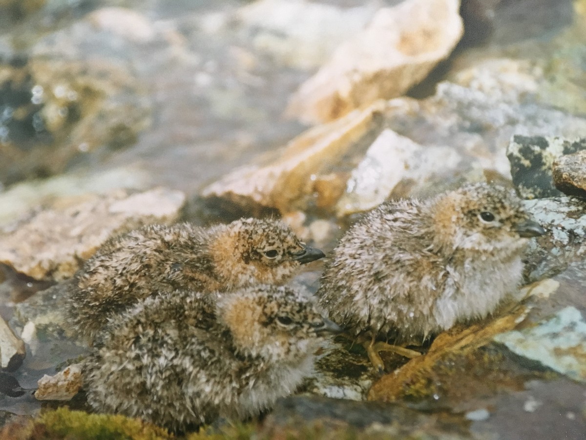 Rufous-bellied Seedsnipe - Santiago Imberti