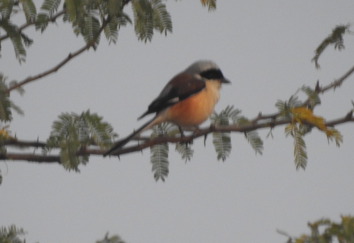 Bay-backed Shrike - ML139273521