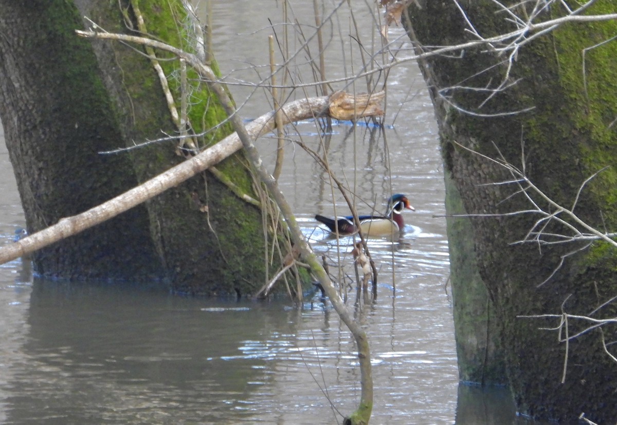 Wood Duck - James R. Hill, III